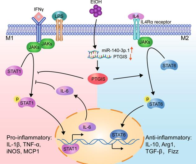 https://cdn.ncbi.nlm.nih.gov/pmc/blobs/b9cf/8367821/5aec92818fe9/41374_2021_531_Fig7_HTML.jpg
