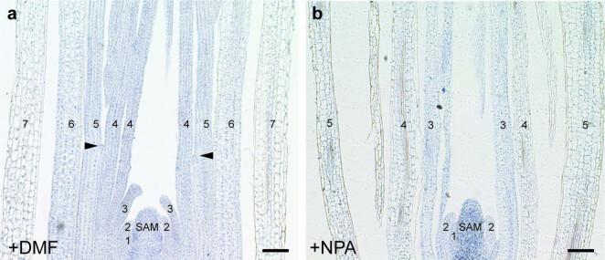 https://cdn.ncbi.nlm.nih.gov/pmc/blobs/b9d0/10200708/00043e3cc298/41477_2023_1405_Fig15_ESM.jpg