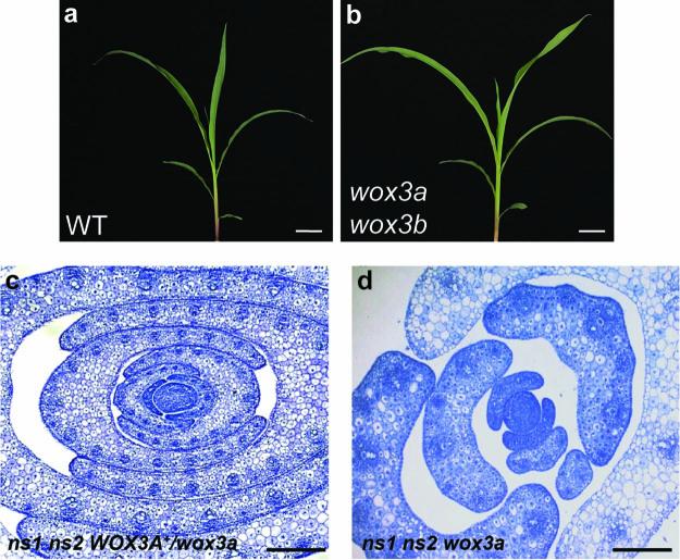 https://cdn.ncbi.nlm.nih.gov/pmc/blobs/b9d0/10200708/24a1aea2257a/41477_2023_1405_Fig12_ESM.jpg