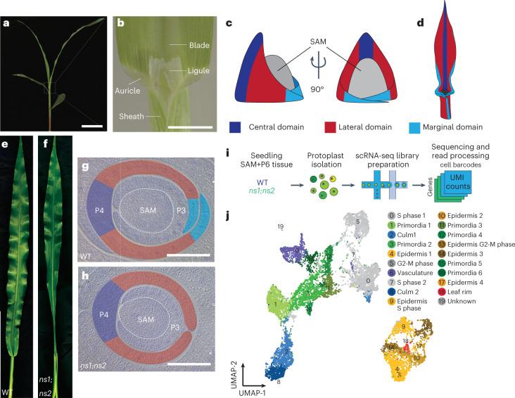https://cdn.ncbi.nlm.nih.gov/pmc/blobs/b9d0/10200708/68d058fadcff/41477_2023_1405_Fig1_HTML.jpg