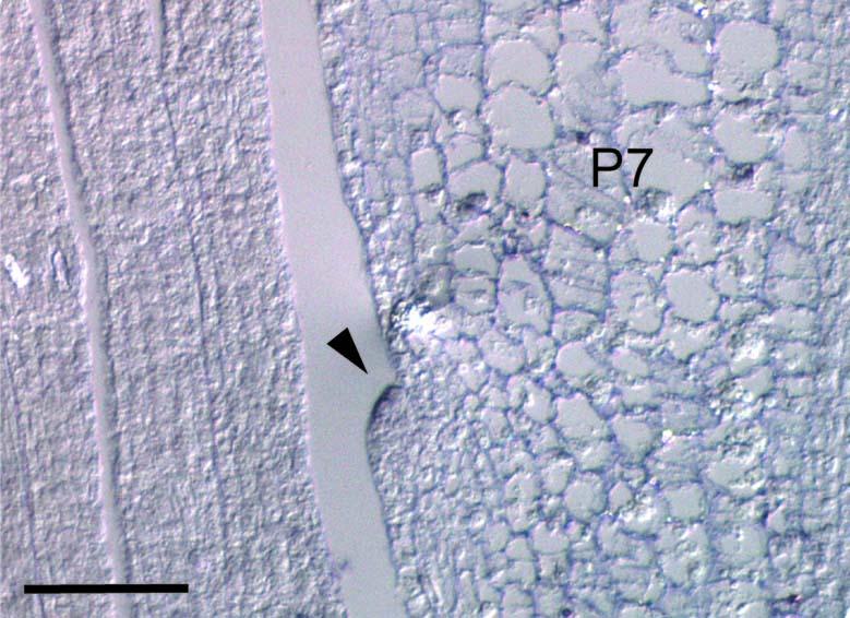 https://cdn.ncbi.nlm.nih.gov/pmc/blobs/b9d0/10200708/eac1d4ef6acd/41477_2023_1405_Fig13_ESM.jpg