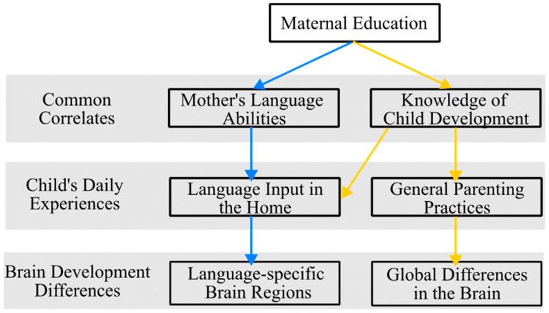 https://cdn.ncbi.nlm.nih.gov/pmc/blobs/b9d3/11048655/b83034a78dd1/brainsci-14-00392-g001.jpg