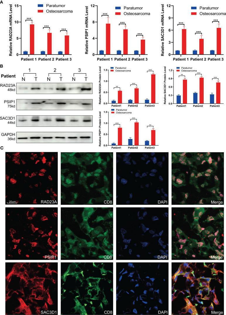 https://cdn.ncbi.nlm.nih.gov/pmc/blobs/b9d5/11018946/ed678ea69c91/fimmu-15-1362970-g010.jpg