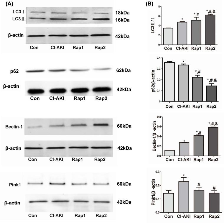 https://cdn.ncbi.nlm.nih.gov/pmc/blobs/b9d8/6246763/37a3957c9828/bsr-38-bsr20180876-g2.jpg