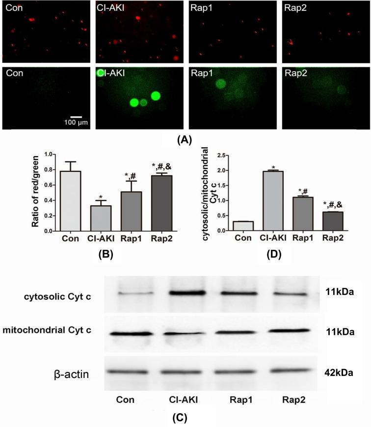 https://cdn.ncbi.nlm.nih.gov/pmc/blobs/b9d8/6246763/3ecc0db32298/bsr-38-bsr20180876-g3.jpg