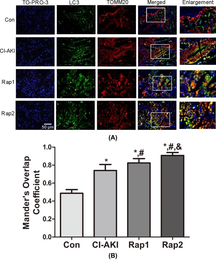 https://cdn.ncbi.nlm.nih.gov/pmc/blobs/b9d8/6246763/d6b0309c432f/bsr-38-bsr20180876-g4.jpg