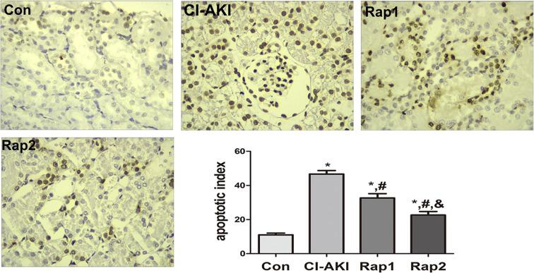 https://cdn.ncbi.nlm.nih.gov/pmc/blobs/b9d8/6246763/fd79cb594413/bsr-38-bsr20180876-g6.jpg