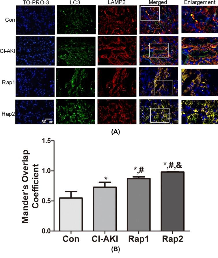 https://cdn.ncbi.nlm.nih.gov/pmc/blobs/b9d8/6246763/ff5d3ba191ef/bsr-38-bsr20180876-g5.jpg