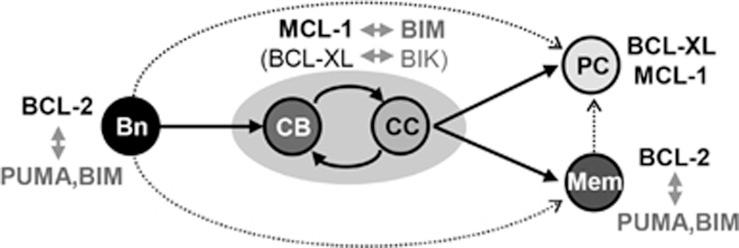 https://cdn.ncbi.nlm.nih.gov/pmc/blobs/b9d9/5260491/587a42617fdd/cdd2016105f6.jpg
