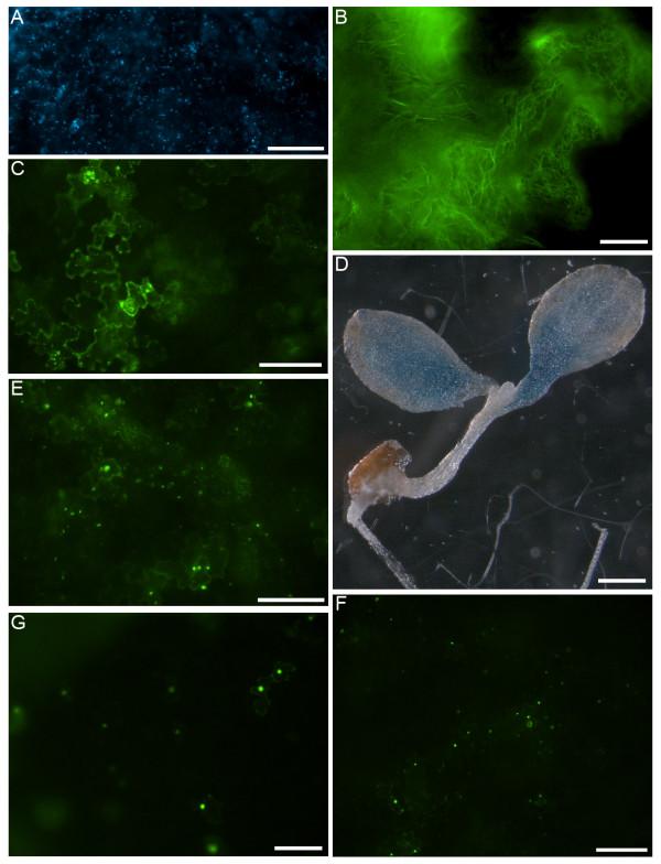 https://cdn.ncbi.nlm.nih.gov/pmc/blobs/b9da/2693113/16154eb3252b/1746-4811-5-6-2.jpg