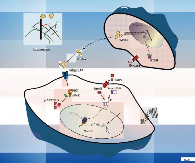 https://cdn.ncbi.nlm.nih.gov/pmc/blobs/b9dc/9870698/3762b8871023/SCI2023-5915988.007.jpg