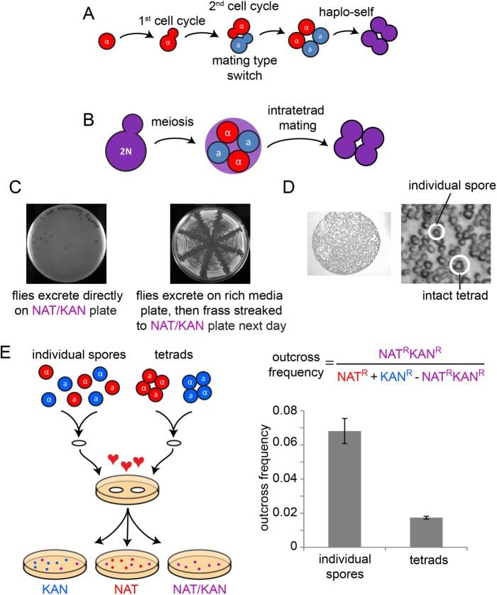 https://cdn.ncbi.nlm.nih.gov/pmc/blobs/b9df/6340204/31599bd3c354/mbc-29-3119-g001.jpg