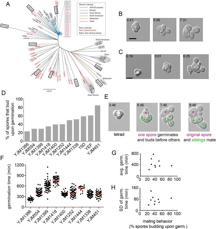 https://cdn.ncbi.nlm.nih.gov/pmc/blobs/b9df/6340204/8fbc789ef725/mbc-29-3119-g002.jpg