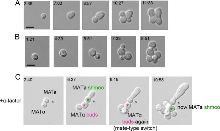 https://cdn.ncbi.nlm.nih.gov/pmc/blobs/b9df/6340204/bf707d2b47f5/mbc-29-3119-g003.jpg