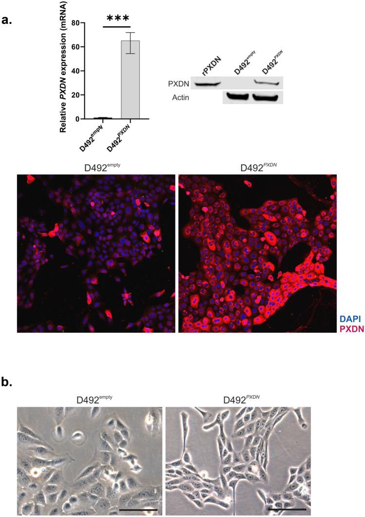 https://cdn.ncbi.nlm.nih.gov/pmc/blobs/b9e3/8858314/affbe10dd801/10911_2021_9507_Fig2_HTML.jpg
