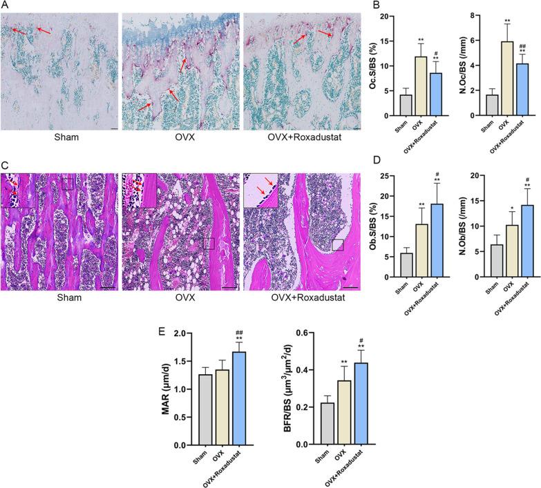 https://cdn.ncbi.nlm.nih.gov/pmc/blobs/b9e3/9124388/1784b24a384a/13018_2022_3162_Fig10_HTML.jpg