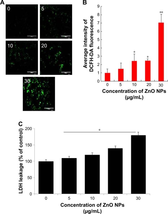 https://cdn.ncbi.nlm.nih.gov/pmc/blobs/b9e4/5592910/2e008c35b165/ijn-12-6521Fig3.jpg