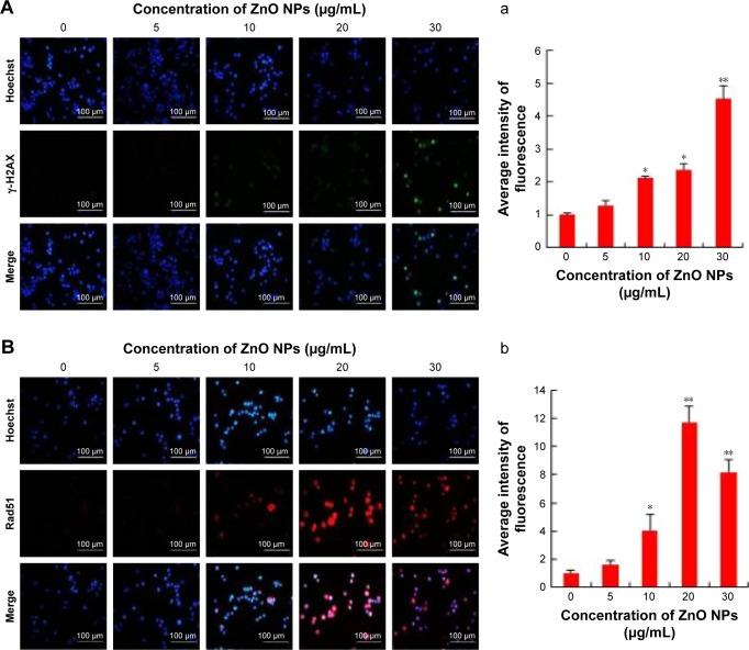 https://cdn.ncbi.nlm.nih.gov/pmc/blobs/b9e4/5592910/6d6a1a30377e/ijn-12-6521Fig5.jpg