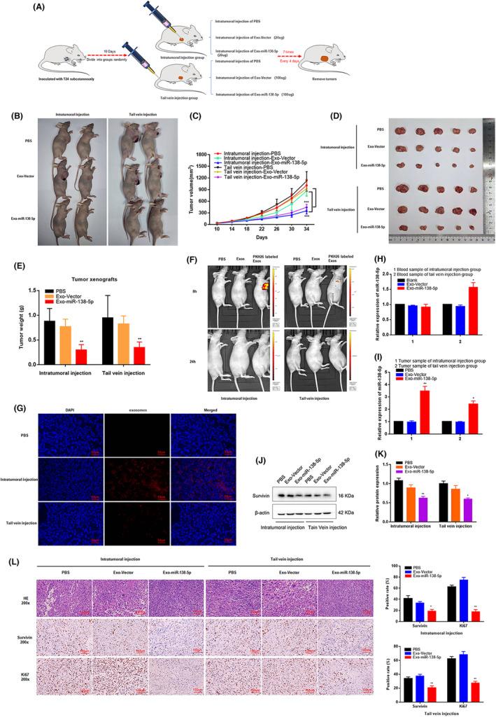 https://cdn.ncbi.nlm.nih.gov/pmc/blobs/b9e6/9554444/9ae130d08b6d/CAM4-11-3687-g004.jpg