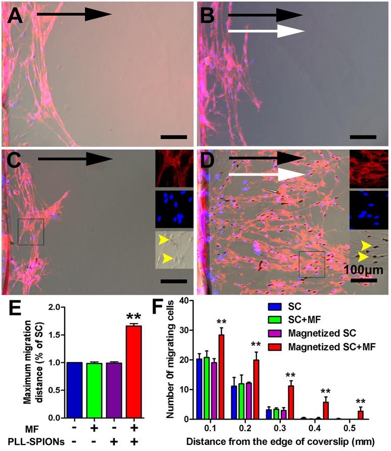 https://cdn.ncbi.nlm.nih.gov/pmc/blobs/b9e7/5368970/41ad5b350f24/fncel-11-00083-g0005.jpg