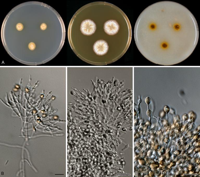 https://cdn.ncbi.nlm.nih.gov/pmc/blobs/b9e9/3233907/f5d1d555617a/1fig2.jpg