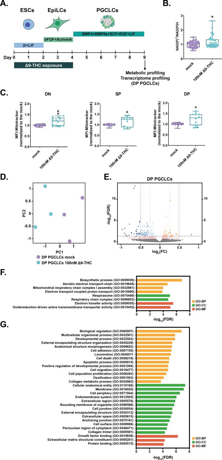 https://cdn.ncbi.nlm.nih.gov/pmc/blobs/b9eb/10752584/48628bf13a1d/elife-88795-fig7.jpg