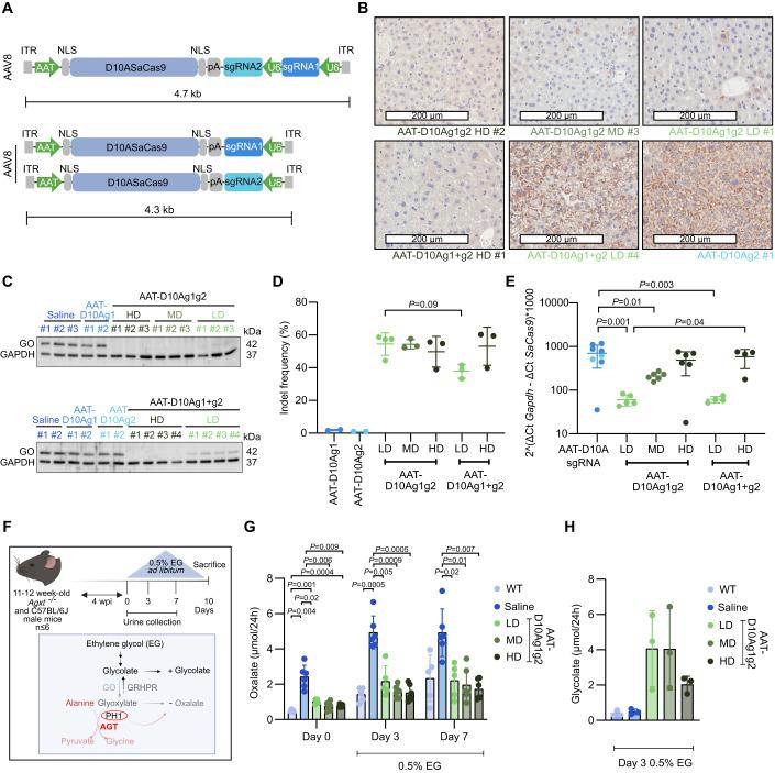 https://cdn.ncbi.nlm.nih.gov/pmc/blobs/b9ec/10897483/25a8e2b36327/44321_2023_8_Fig3_HTML.jpg