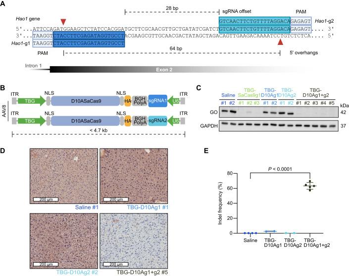 https://cdn.ncbi.nlm.nih.gov/pmc/blobs/b9ec/10897483/33520f0bd262/44321_2023_8_Fig1_HTML.jpg
