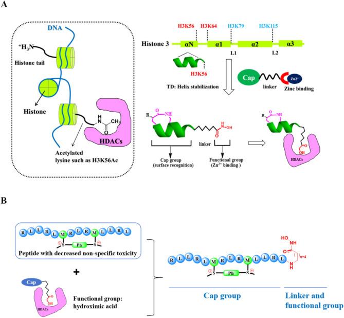 https://cdn.ncbi.nlm.nih.gov/pmc/blobs/b9ed/12013038/69a393601668/12951_2025_3277_Fig4_HTML.jpg