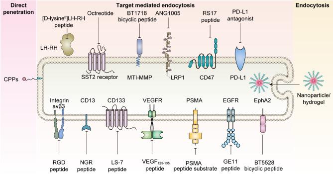 https://cdn.ncbi.nlm.nih.gov/pmc/blobs/b9ed/12013038/e57f294e0feb/12951_2025_3277_Fig3_HTML.jpg