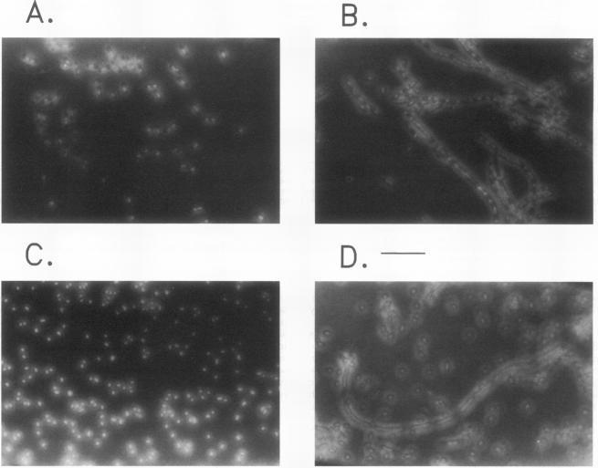 https://cdn.ncbi.nlm.nih.gov/pmc/blobs/b9ee/206551/8289d65e2549/jbacter00071-0142-a.jpg
