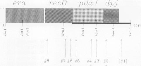 https://cdn.ncbi.nlm.nih.gov/pmc/blobs/b9ee/206551/a4fa60cc72a9/jbacter00071-0136-a.jpg