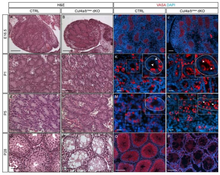 https://cdn.ncbi.nlm.nih.gov/pmc/blobs/b9f0/8535100/5eb7e8601f11/cells-10-02732-g002.jpg