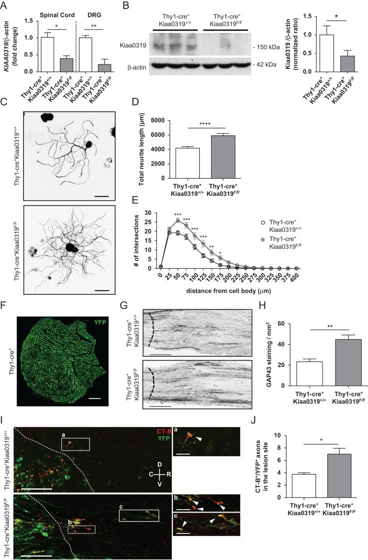 https://cdn.ncbi.nlm.nih.gov/pmc/blobs/b9f2/5905272/05568c3d3a01/bhx023f06.jpg