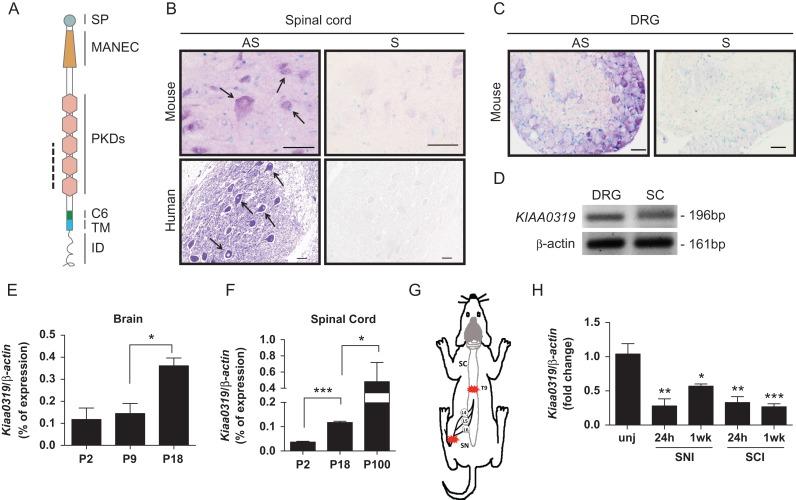 https://cdn.ncbi.nlm.nih.gov/pmc/blobs/b9f2/5905272/10085a172571/bhx023f01.jpg