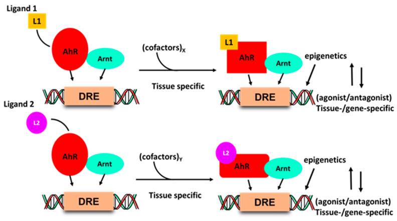 https://cdn.ncbi.nlm.nih.gov/pmc/blobs/b9f2/7555580/08018d84f1d6/ijms-21-06654-g002.jpg