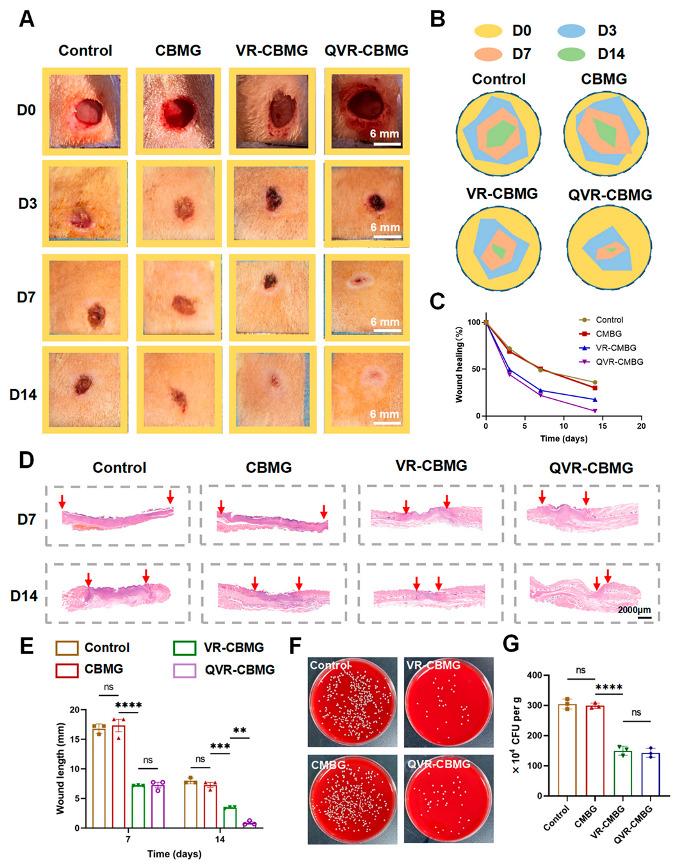 https://cdn.ncbi.nlm.nih.gov/pmc/blobs/b9f8/10530860/265654423be0/gels-09-00761-g005.jpg
