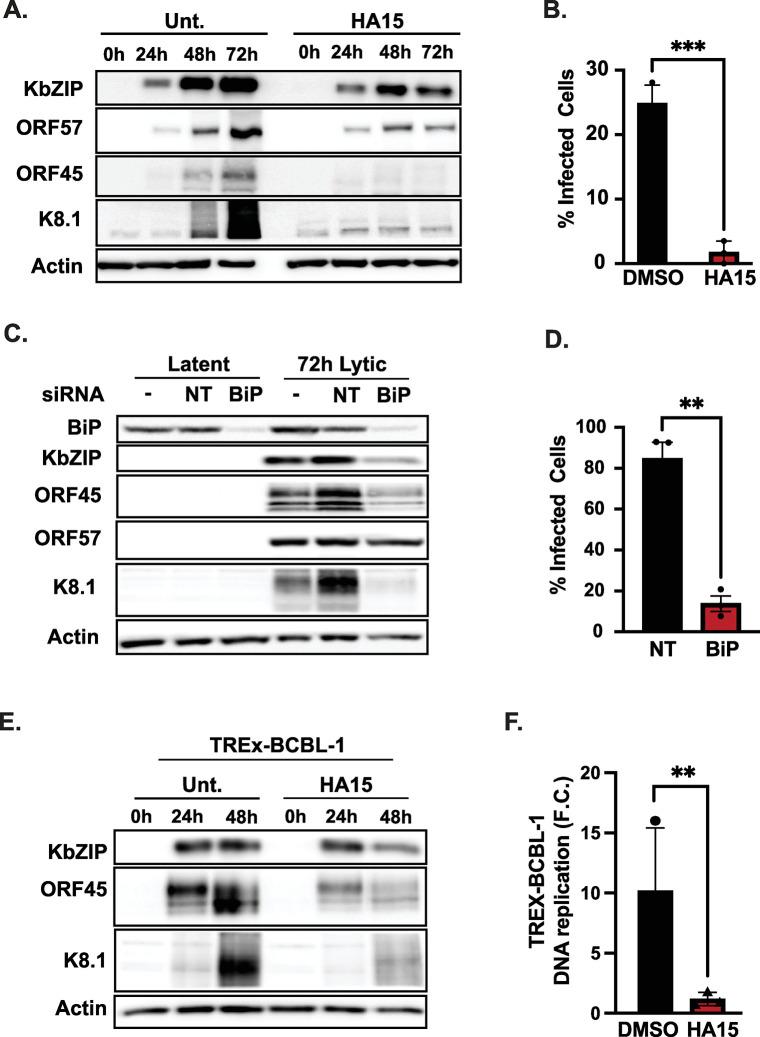 https://cdn.ncbi.nlm.nih.gov/pmc/blobs/b9f8/11548844/49d81255df92/ppat.1012660.g003.jpg