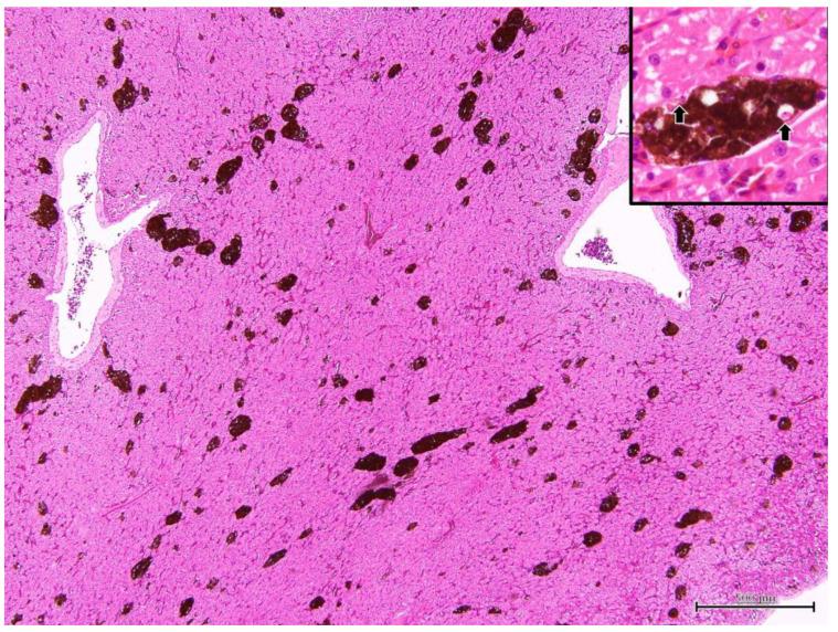https://cdn.ncbi.nlm.nih.gov/pmc/blobs/b9fb/10609578/25aaf278b190/microorganisms-11-02374-g006.jpg