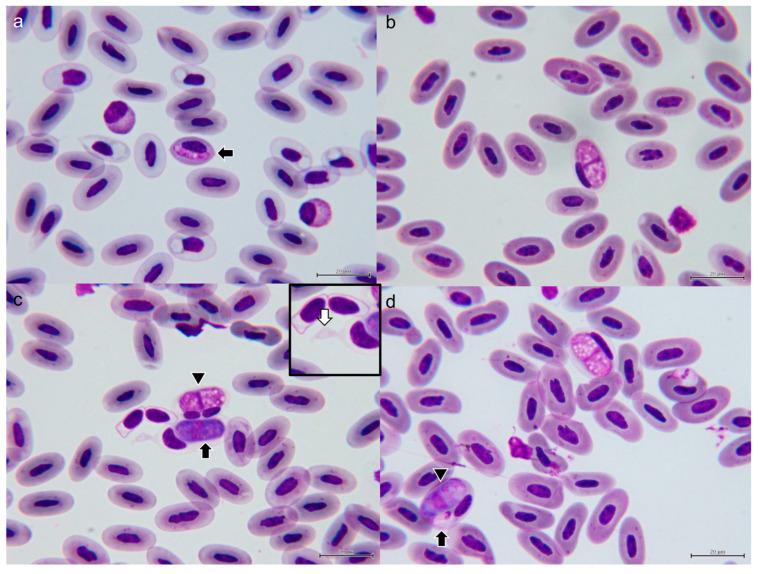 https://cdn.ncbi.nlm.nih.gov/pmc/blobs/b9fb/10609578/50a6abeb22b5/microorganisms-11-02374-g003.jpg
