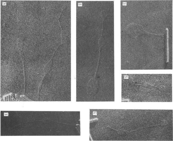 https://cdn.ncbi.nlm.nih.gov/pmc/blobs/b9fc/1154172/9af2e1a39d55/biochemj00358-0320-a.jpg
