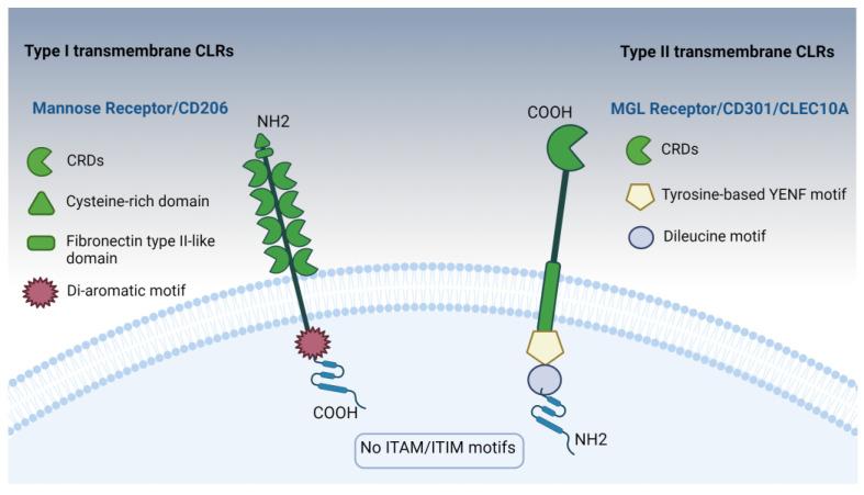 https://cdn.ncbi.nlm.nih.gov/pmc/blobs/b9ff/11510408/e83fb4ad8f90/pharmaceutics-16-01308-g002.jpg