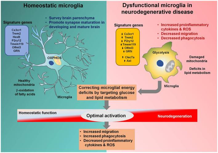 https://cdn.ncbi.nlm.nih.gov/pmc/blobs/b9ff/7438837/6d2826e38b2c/fncel-14-00246-g0001.jpg