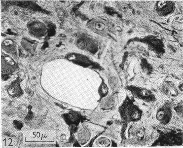 https://cdn.ncbi.nlm.nih.gov/pmc/blobs/ba00/1366063/1eead45e8293/jphysiol01422-0198-b.jpg