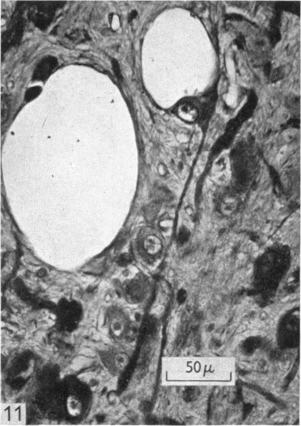 https://cdn.ncbi.nlm.nih.gov/pmc/blobs/ba00/1366063/bfca335f4021/jphysiol01422-0198-a.jpg