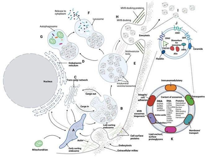 https://cdn.ncbi.nlm.nih.gov/pmc/blobs/ba01/10811149/d04bd0dbab21/fendo-14-1327495-g001.jpg