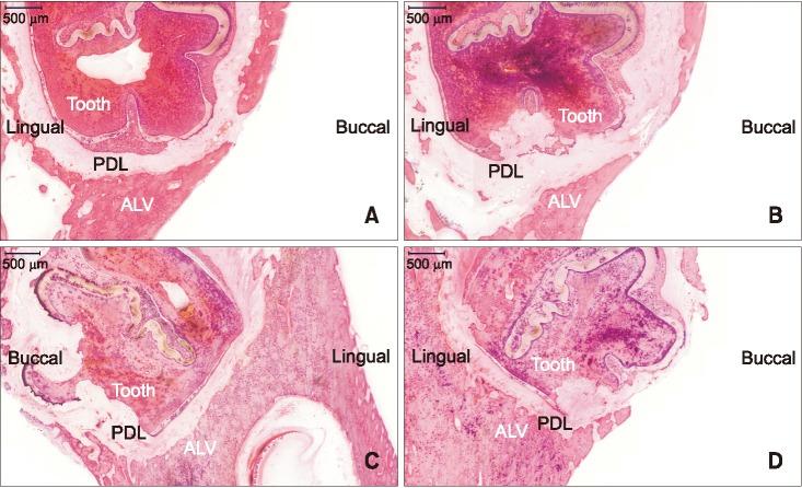 https://cdn.ncbi.nlm.nih.gov/pmc/blobs/ba01/6658902/b117831614b2/kjod-49-205-g007.jpg