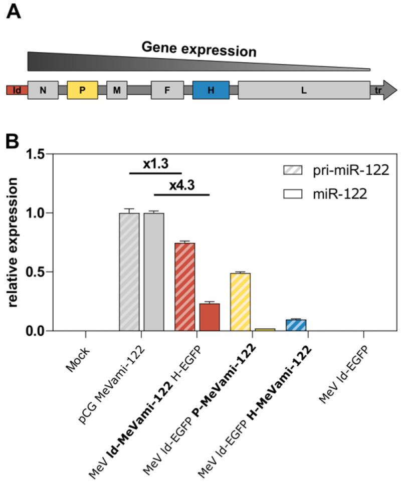 https://cdn.ncbi.nlm.nih.gov/pmc/blobs/ba01/9964028/7701f02f965e/viruses-15-00308-g003.jpg