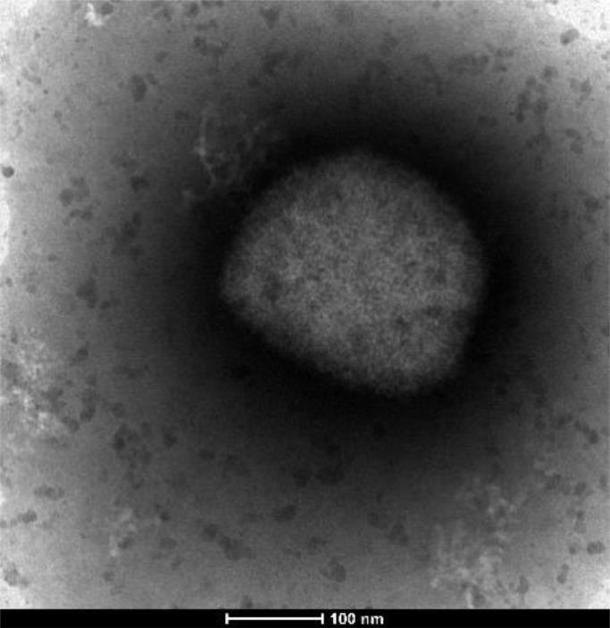 https://cdn.ncbi.nlm.nih.gov/pmc/blobs/ba02/9534097/2866fddccb58/gr3_lrg.jpg