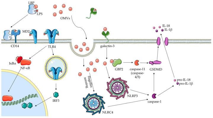 https://cdn.ncbi.nlm.nih.gov/pmc/blobs/ba08/11545737/12525f1dbd88/cells-13-01758-g003.jpg
